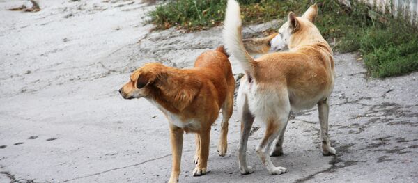 Бездомные собаки, архивное фото - Sputnik Беларусь