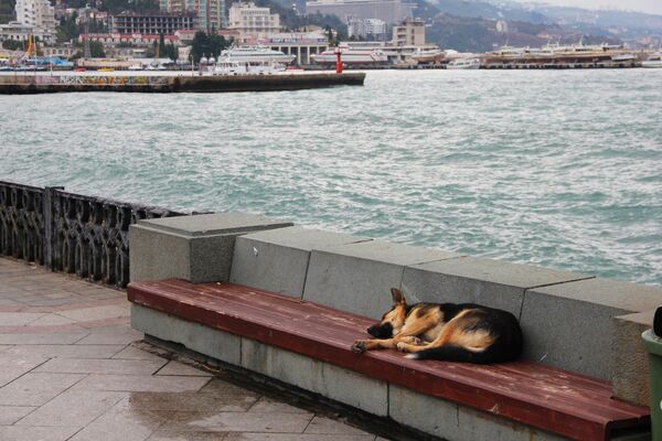 Собака спит на скамейке побережья Ялты - Sputnik Беларусь