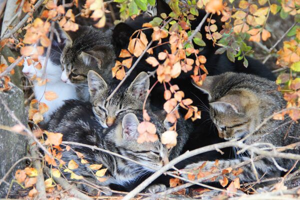 Котята сидят в кустах недалеко от SPA-отелей в Крыму - Sputnik Беларусь