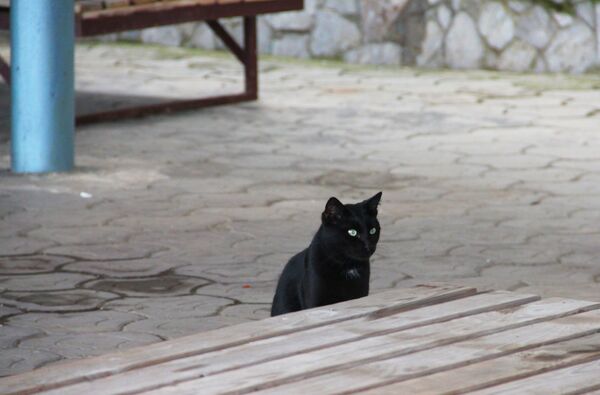 Черный кот сидит возле лежаков на крымском побережье - Sputnik Беларусь