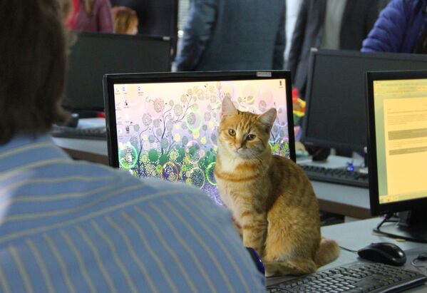 Кошка возле монитора в пресс-центре крымского телеканала - Sputnik Беларусь
