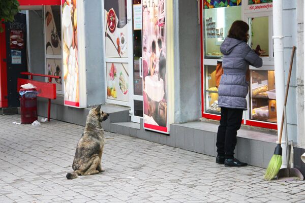 Собака в ожидание лакомства на улицах Симферополя - Sputnik Беларусь