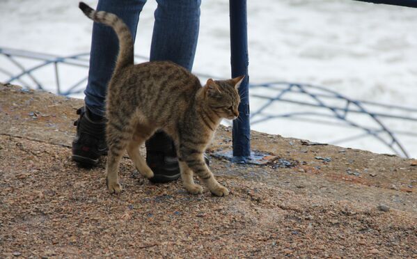 Кот трется о ноги туриста в Ялте - Sputnik Беларусь