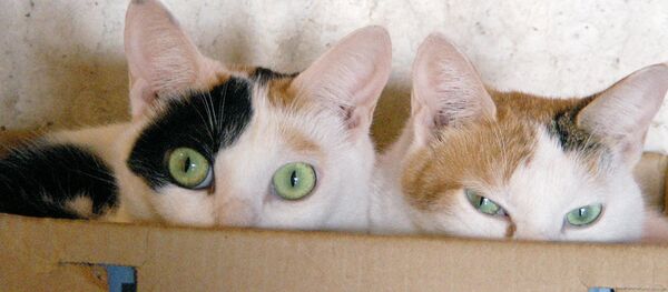 Коты в коробке - Sputnik Беларусь