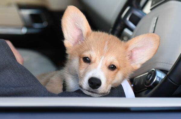 Патриарху Кириллу подарили в Лондоне щенка корги - Sputnik Беларусь