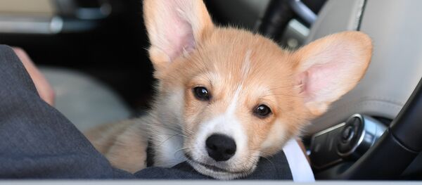 Патриарху Кириллу подарили в Лондоне щенка корги - Sputnik Беларусь