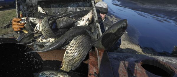 Рыбгас Хотаў ў Стаўбцоўскім раёне каля пасёлка Школьны Рыбгас Хотаў ў Стаўбцоўскім раёне каля пасёлка Школьны - Sputnik Беларусь