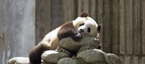 Панда - Sputnik Беларусь