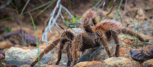 Паук-птицеед, архивное фото - Sputnik Беларусь