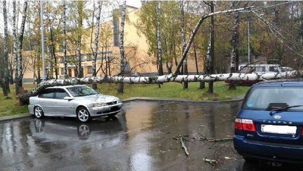 Поваленные ветром деревья в Минске - Sputnik Беларусь
