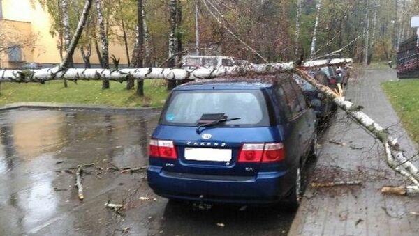 Поваленные деревья в Минске в октябре - Sputnik Беларусь