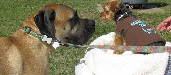 Собаки - Sputnik Беларусь