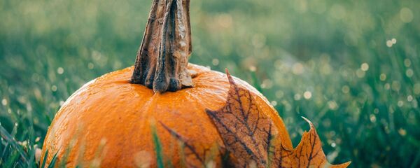 Тыква Тыква - Sputnik Беларусь