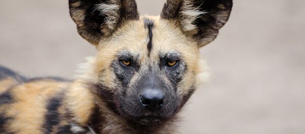 Гиеновидная собака - Sputnik Беларусь