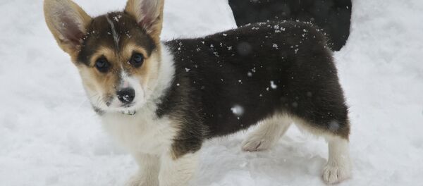 Собака и снег - Sputnik Беларусь