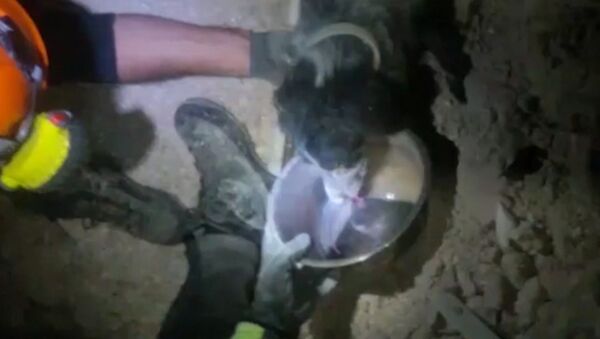 СПУТНИК_Пожарные поили водой спасенную из-под завалов собаку в городе Норча в Италии - Sputnik Беларусь