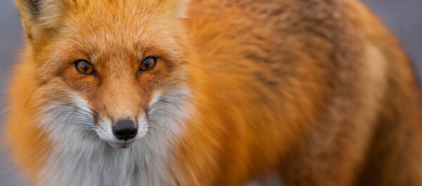 Лиса, архивное фото - Sputnik Беларусь