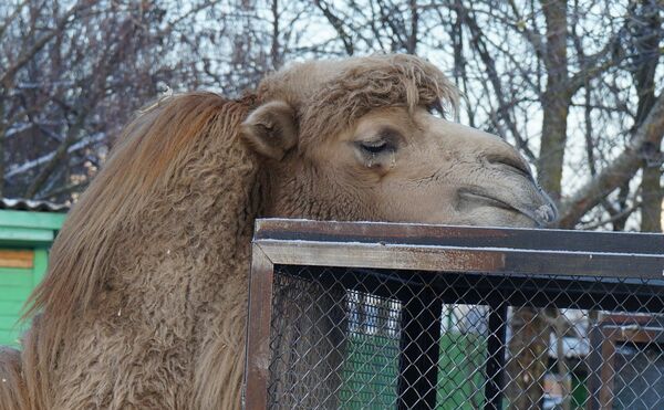 Manowar, Полозкова и открытие New Yorker: куда пойти 23 марта в Минске - Sputnik Беларусь