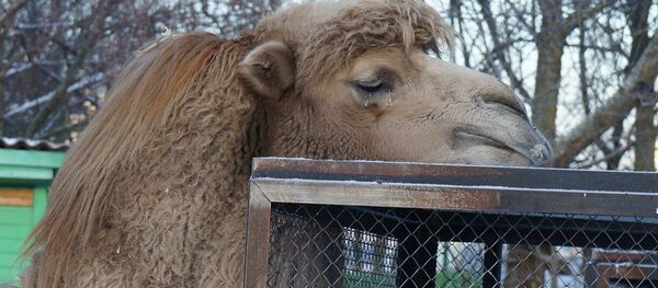 Вярблюд у Мінскім заапарку Вярблюд у Мінскім заапарку - Sputnik Беларусь