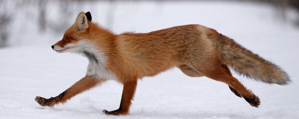 Лиса, архивное фото - Sputnik Беларусь