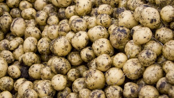 Урожай картофеля, архивное фото - Sputnik Беларусь