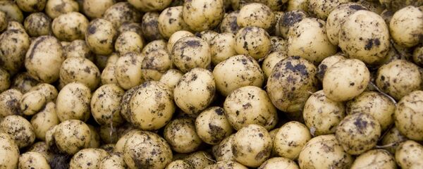 Урожай картофеля, архивное фото - Sputnik Беларусь