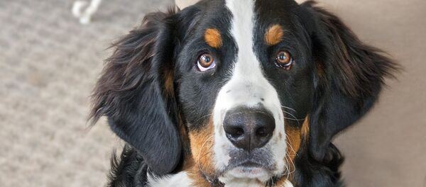 Собака - Sputnik Беларусь