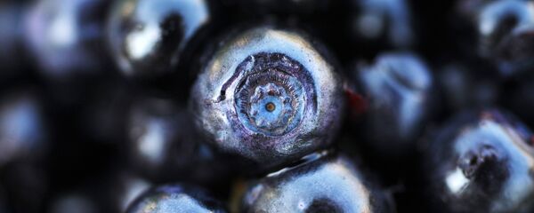 Черника - Sputnik Беларусь