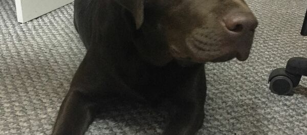 Лабрадор-предсказатель Томсон Лабрадор-предсказатель Томсон - Sputnik Беларусь