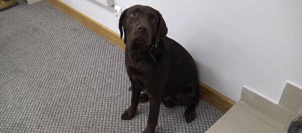 Лабрадор-предсказатель выбрал Клинтон! - Sputnik Беларусь