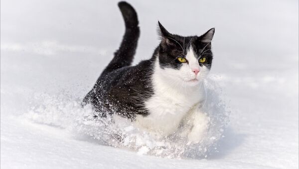 Кот у снезе - Sputnik Беларусь