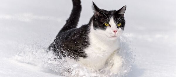 Кот в снегу - Sputnik Беларусь