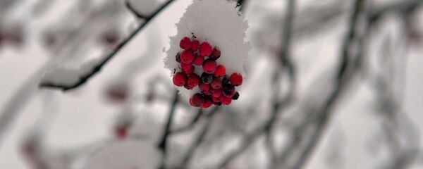 Рабіна схавалася пад снегам Рабіна схавалася пад снегам - Sputnik Беларусь