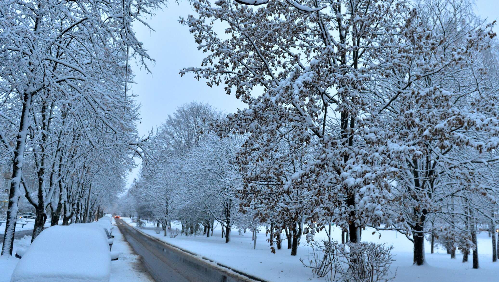 Снежка беларусь