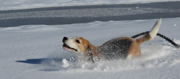 Сабака на снезе Сабака на снезе - Sputnik Беларусь