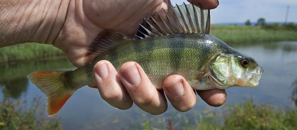 Рыбалка - Sputnik Беларусь