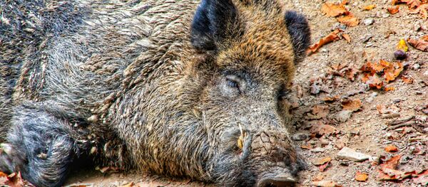 Дикий кабан - Sputnik Беларусь