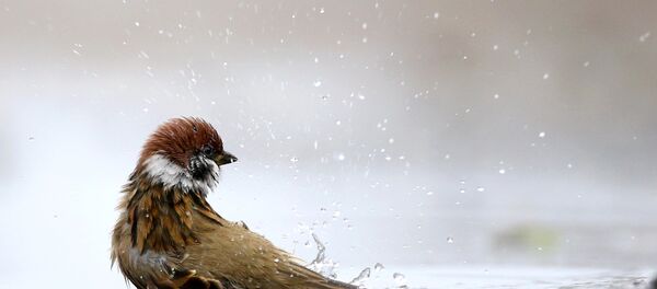 Верабей Верабей - Sputnik Беларусь