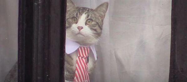 Кот из окна посольства Эквадора следил за репортерами во время допроса Ассанжа - Sputnik Беларусь