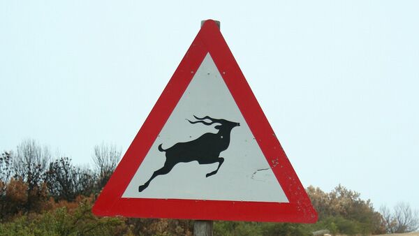 Знак, предупреждающий о том, что дорогу могут пересекать животные - Sputnik Беларусь
