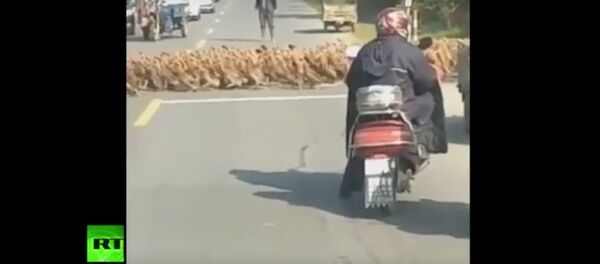 Организованный уткапокалипсис в Китае: тысячи уток пересекли трассу - Sputnik Беларусь