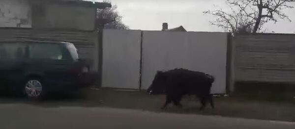 Дикий кабан - Sputnik Беларусь