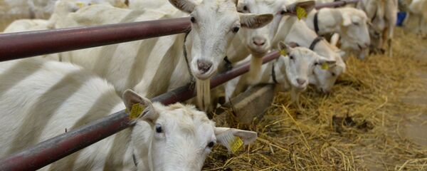 Козы на фермерском хозяйстве Козы на фермерском хозяйстве - Sputnik Беларусь