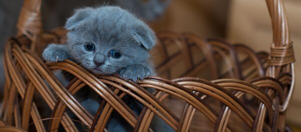 Грустный котенок - Sputnik Беларусь