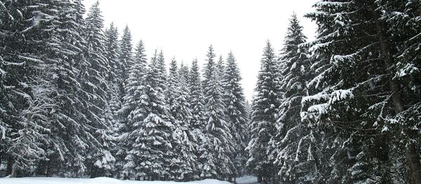 Зимний лес - Sputnik Беларусь