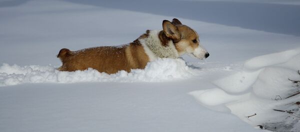 Собака в снегу - Sputnik Беларусь