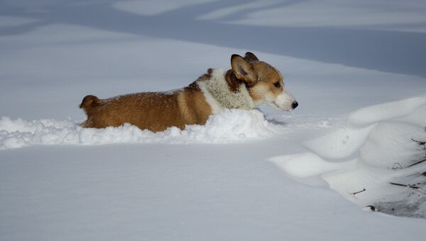 Собака в снегу - Sputnik Беларусь