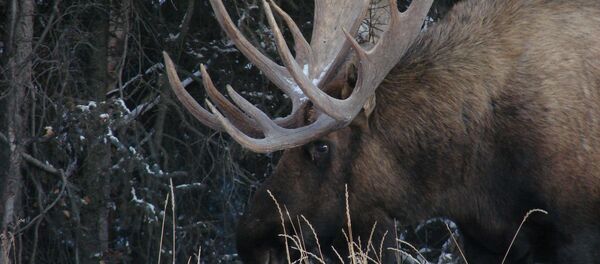 Лось Лось - Sputnik Беларусь