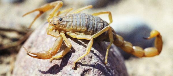 Скорпион, архивное фото - Sputnik Беларусь