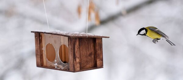 Сініца і кармушка Сініца і кармушка - Sputnik Беларусь